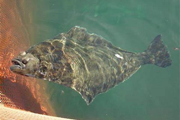 SCI frontier: GroPro Aqua's breakthrough in the application of low fish meal diet in olive flounder