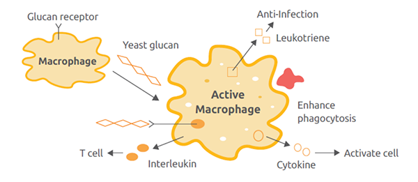 Yeast β-glucan