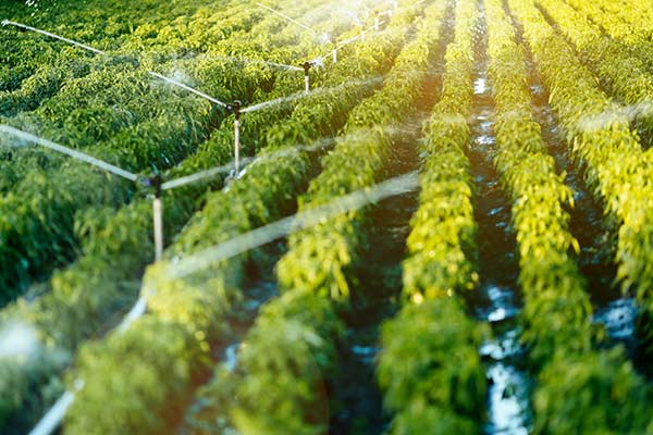 Is this the yeast metabolite you know?