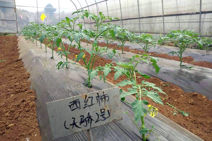 云顶集团4008(中国)官方网站