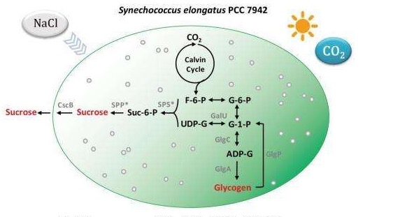 云顶集团4008(中国)官方网站