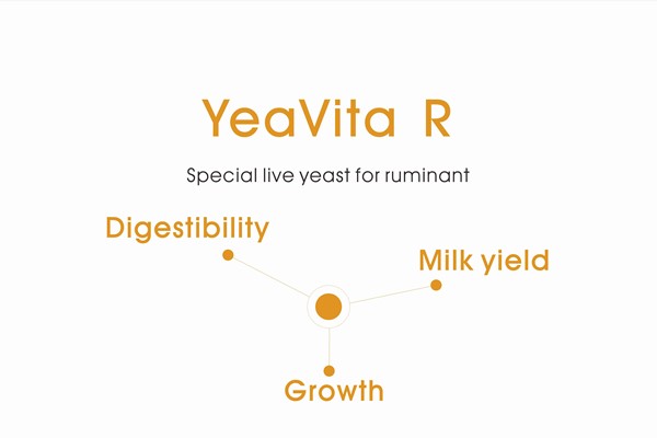 YeaVita R 600400.jpg