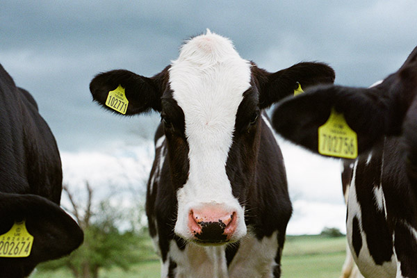 How to use yeast selenium in ruminants?