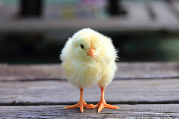 Maximize Poultry Health and Performance with YeaFerm EX100