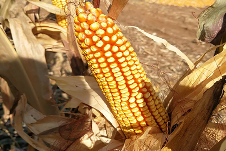 云顶集团4008(中国)官方网站