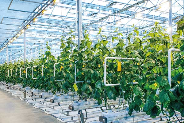 云顶集团4008(中国)官方网站