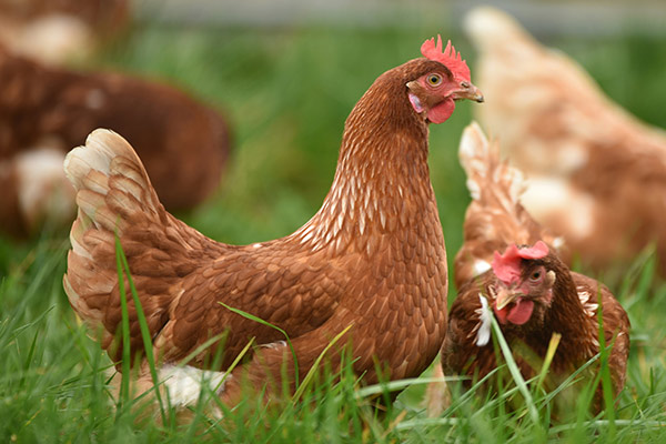 More Suitable Yeast Cell Wall Material, To Make More Effective Mycotoxin Adsorbent