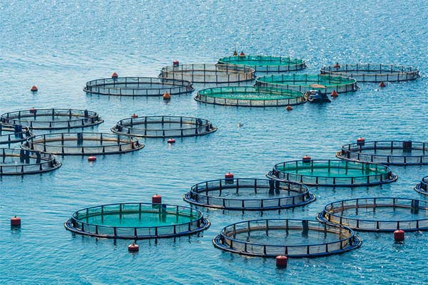 Enzymatic Hydrolyzed Fish Slurry: Ushering in a New Era of Efficient Nutrition for the Feed Industry