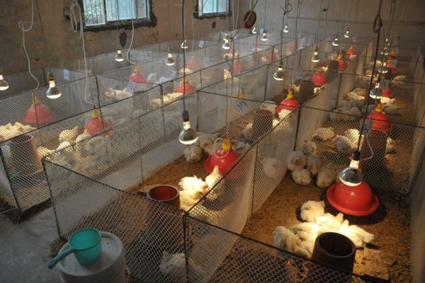 Application of YeaMOS in poultry