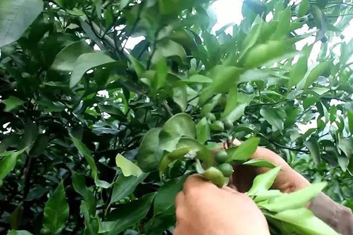 The secret of good quality and price of citrus