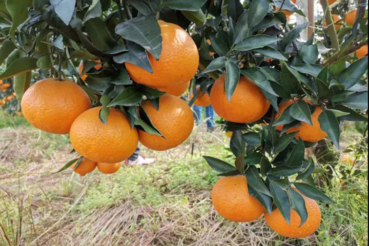 Harvest season, blooming smile