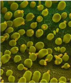 Essential knowledge for fermentation industry：what is inactive yeast？