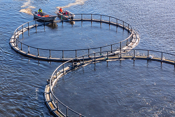 How GroPro Aqua reduce fish meal in aquatic feeds