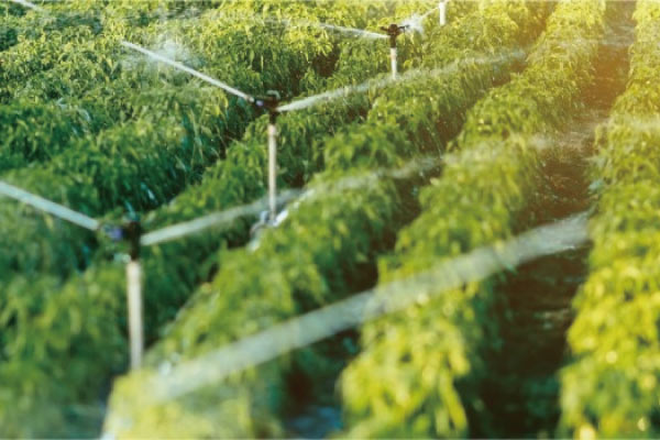 How the application of fermentation nutrients is supporting sustainable bio-agriculture