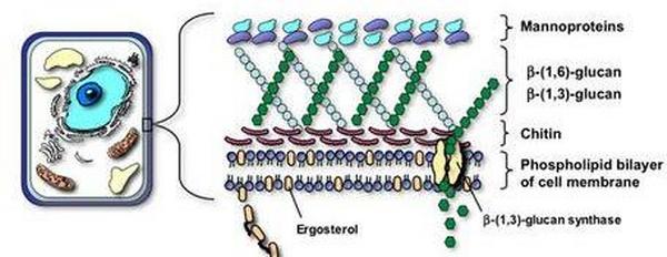 云顶集团4008(中国)官方网站