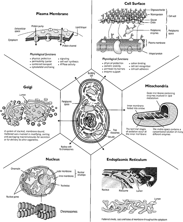 云顶集团4008(中国)官方网站