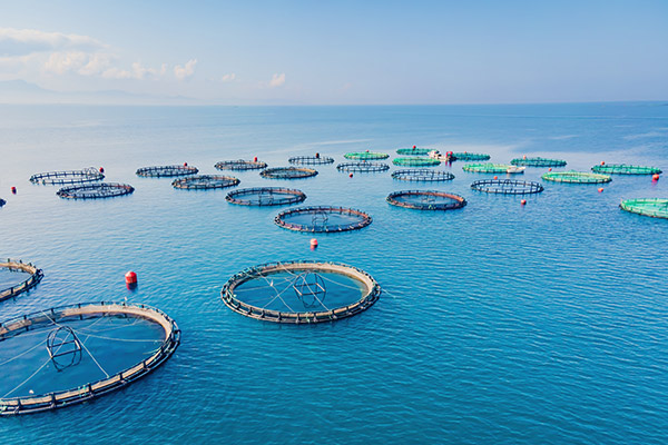 Enhancing Aquaculture with YeaMOS: Boosting Immunity and Growth