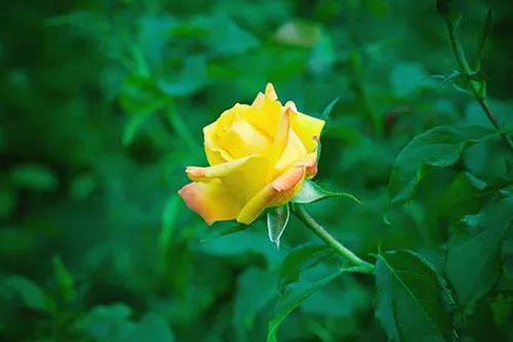 Angel Fubon brings spring for old rose stumps