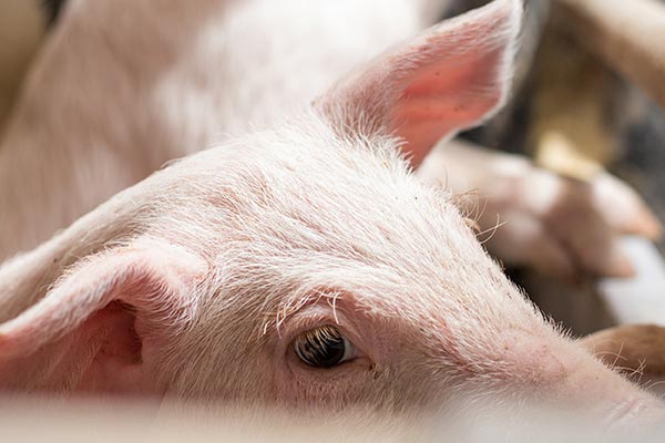 Application of yeast selenium in improving meat quality