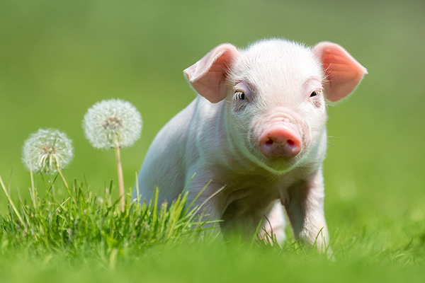 Effects of yeast on intestinal health in livestock