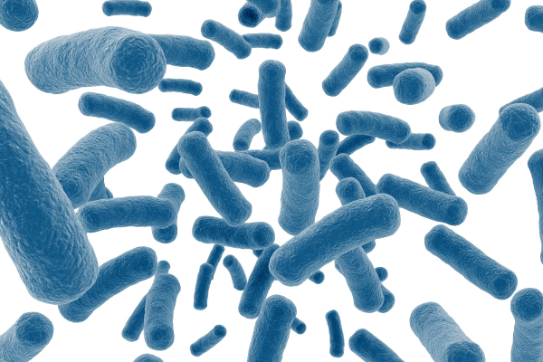 Effects and application of yeast extract on the morphology of Lactobacillus acidophilus