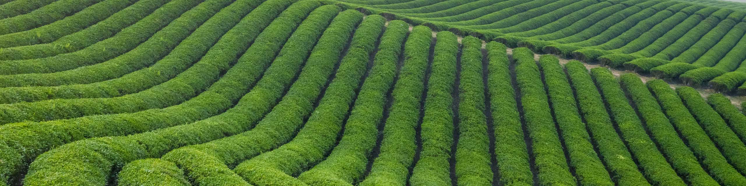 Yichang Tea Group Officially Founded