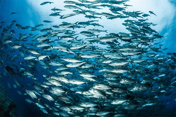 Replacing Fish Meal with YeaFerm: Enhancing Aquaculture Production and Reducing Consumption