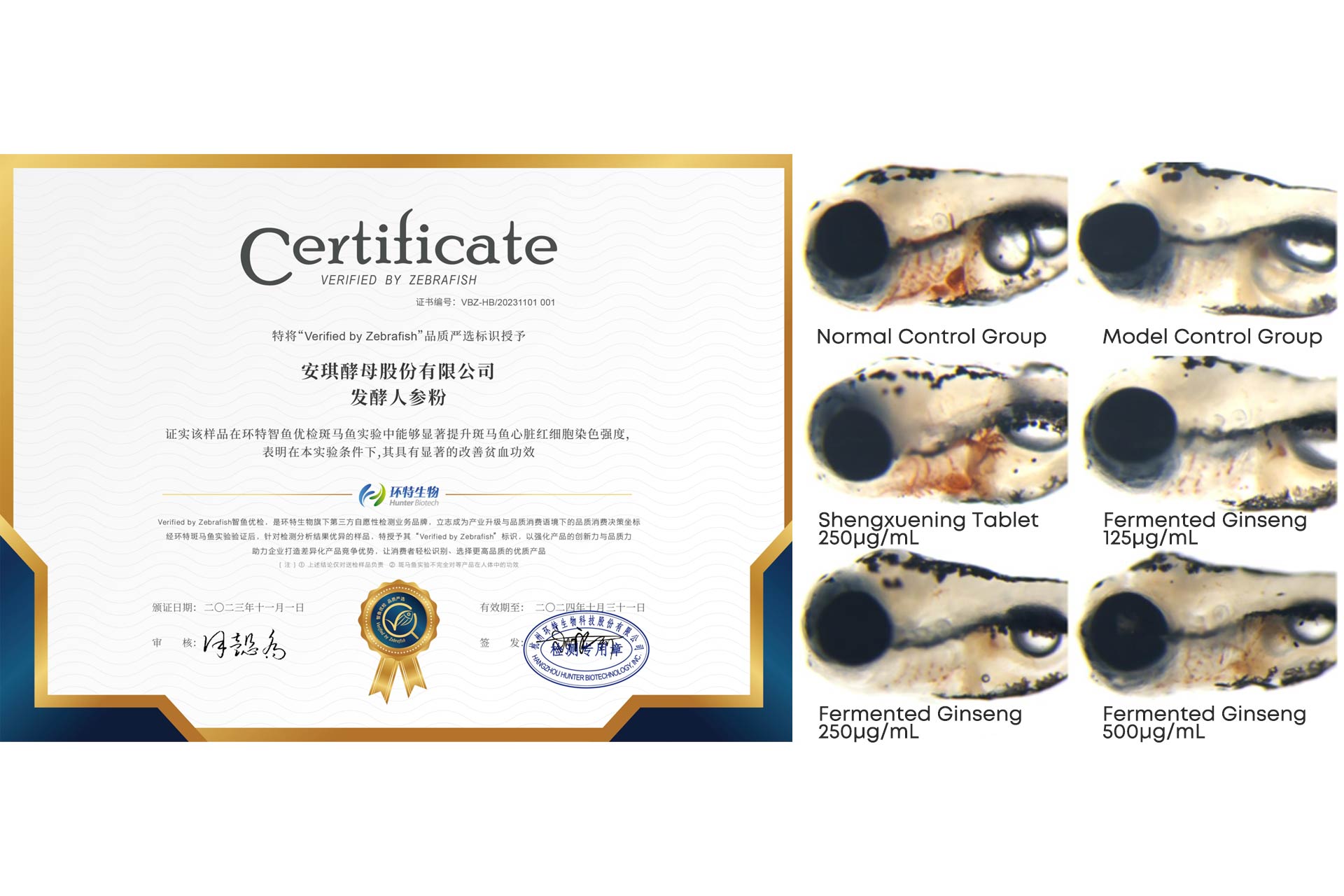 Zebrafish-experiment-certificate-and-heart-staining-diagram-demonstrating-fermented-ginseng's-improvement-of-anemia.jpg