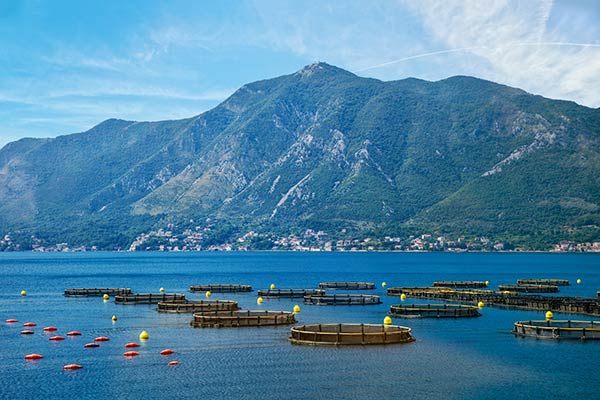 Yeast β-Glucan: The King of Immunity and Its Role in Sustainable Aquaculture