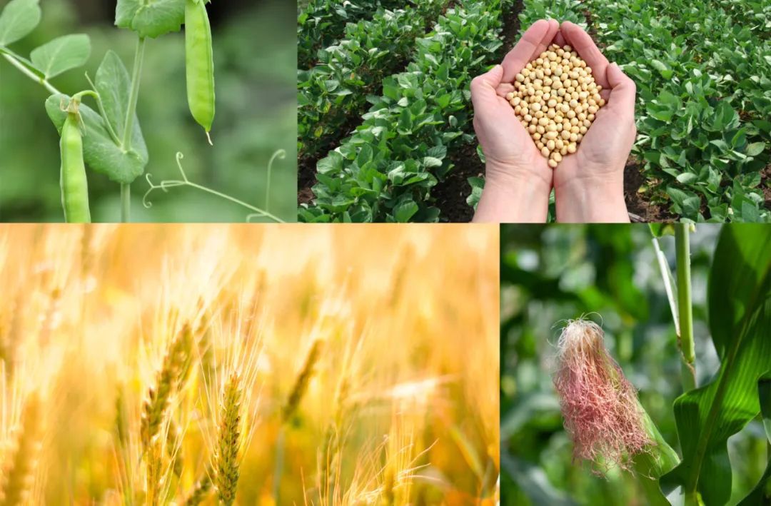 有机氮源凭证其泉源分类