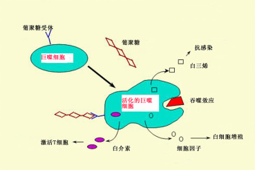 葡聚糖激活免疫示意图
