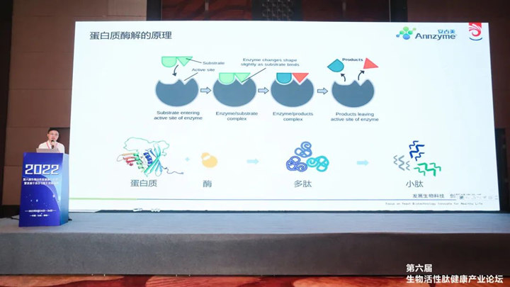 酶制剂助力功效肽品质升级