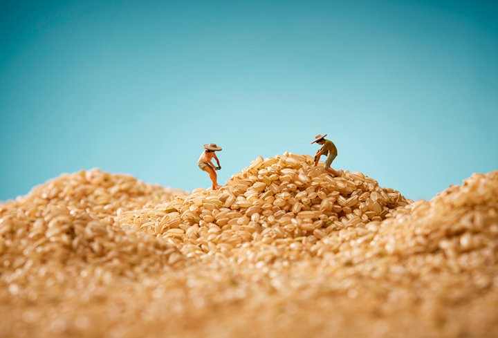 云顶集团4008植物营养