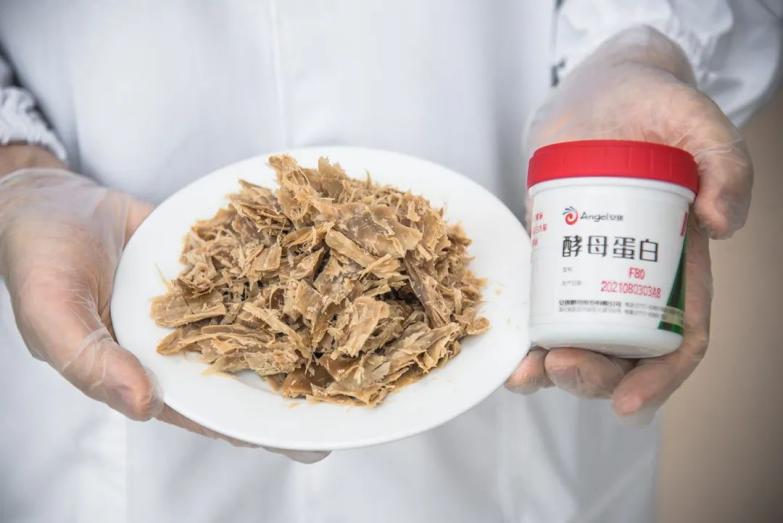 云顶集团4008卵白