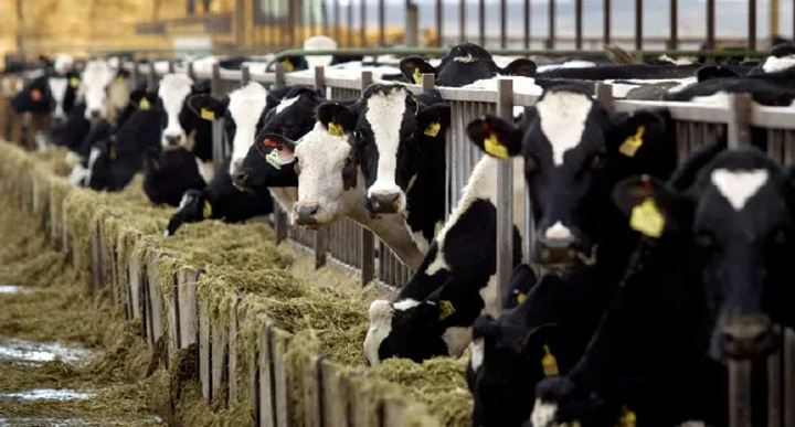 反刍专用酵母提高采食量