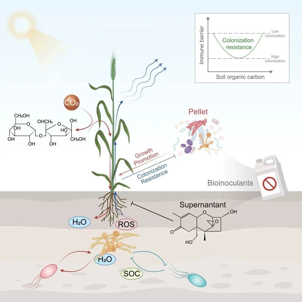 微生物菌剂的应用逆境