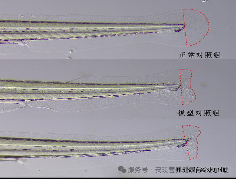 E100酵母提取物展现出优异的修护能力