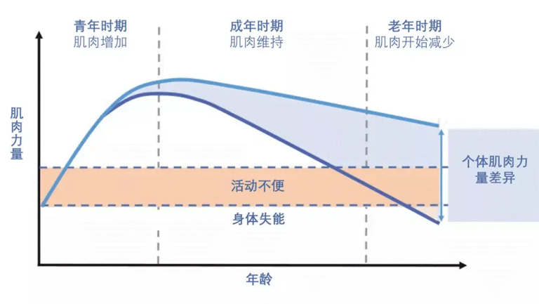 差别年岁段肌肉量的转变