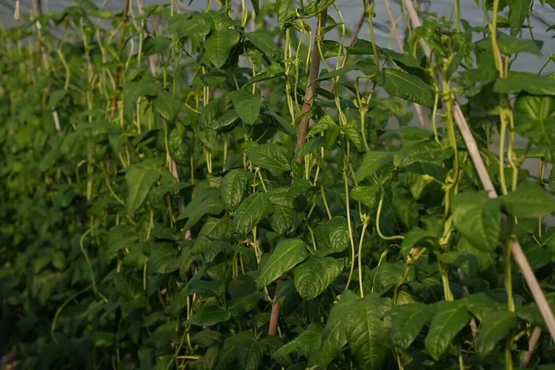 酵母科技为豆角莳植