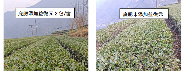 茶树专用肥春茶茶芽越发肥壮