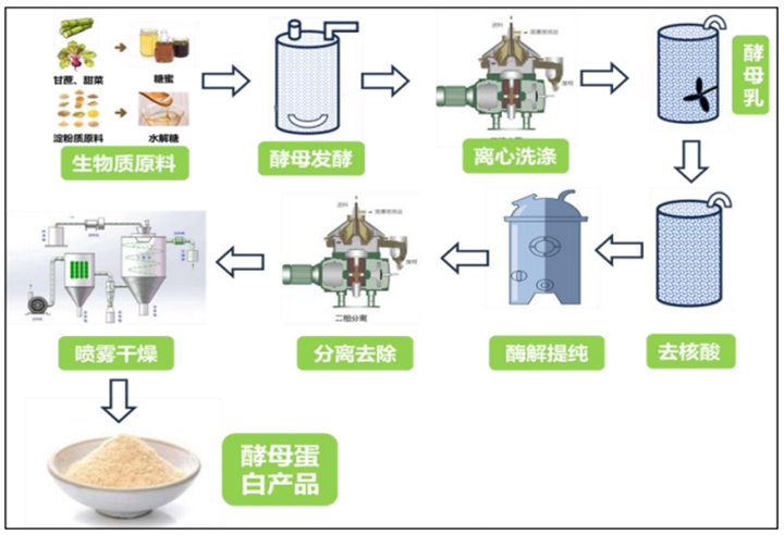 酵母卵白的产出和供应