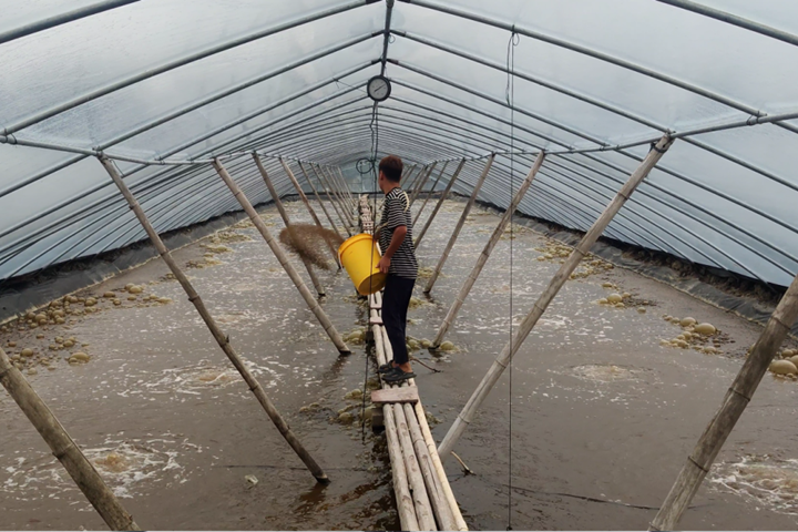 饲料中应用酵母水解物