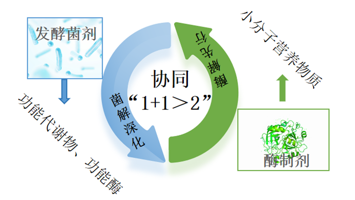 菌酶协同发酵手艺