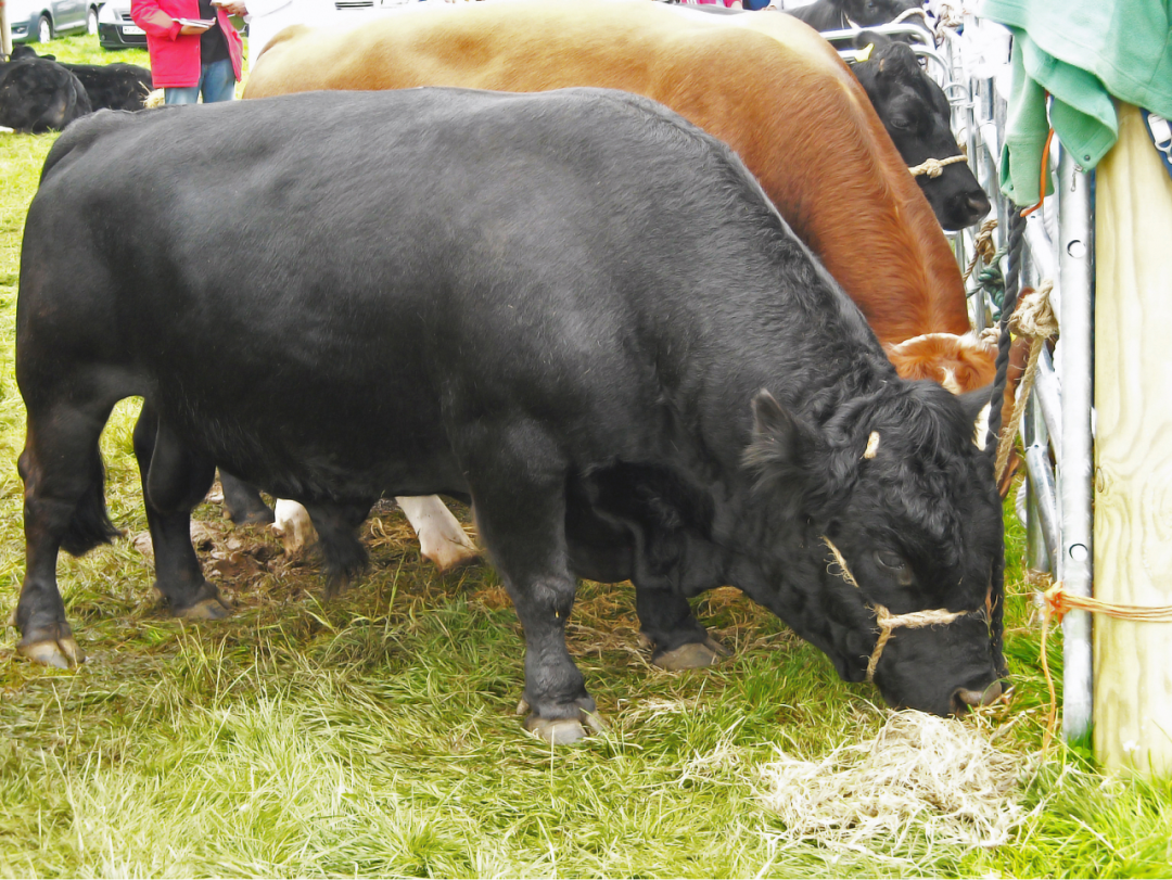 肉牛羊育肥功效性产品