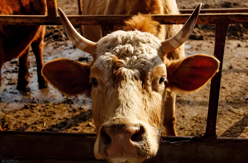 百可利荘：：：控油塑型，高价不愁